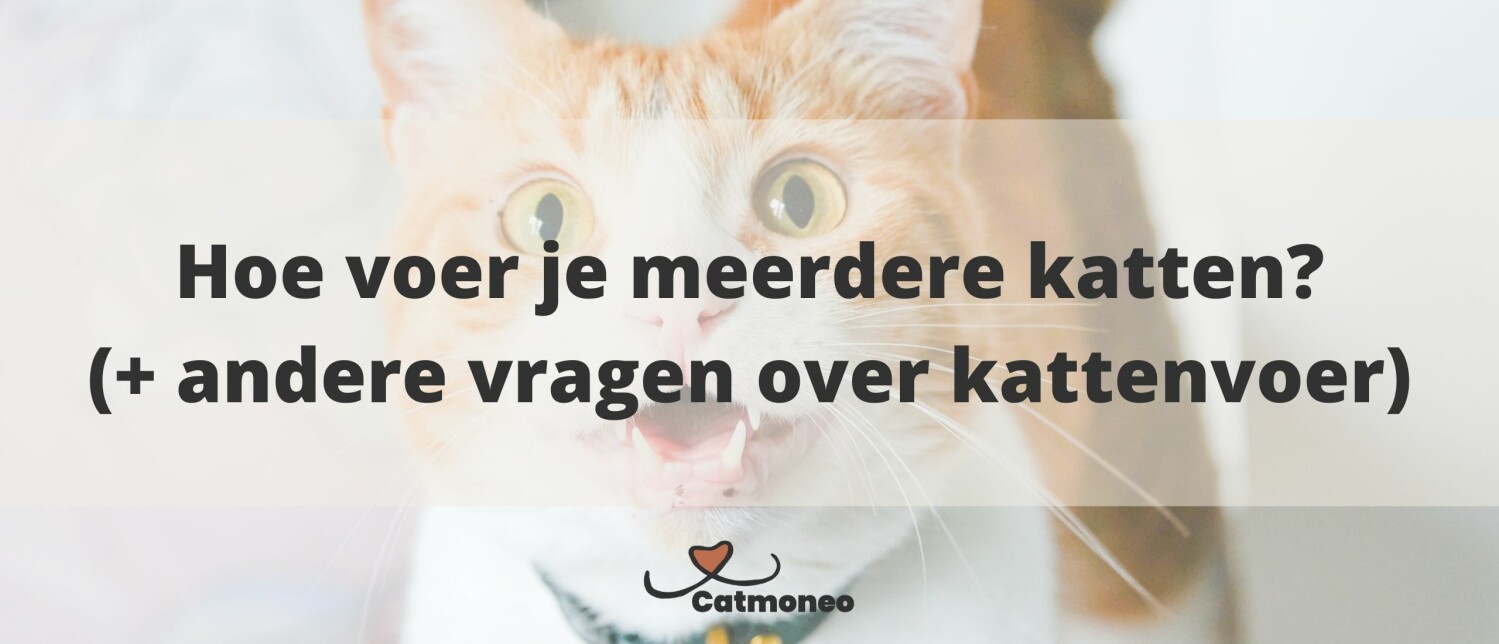 Hoeveel Kost Een Kat Per Jaar