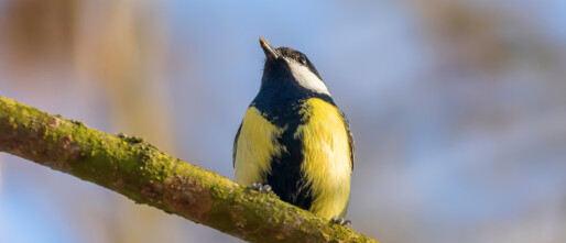 Wat Is Het Verschil Tussen Een Koolmees En Pimpelmees Vogel Blog