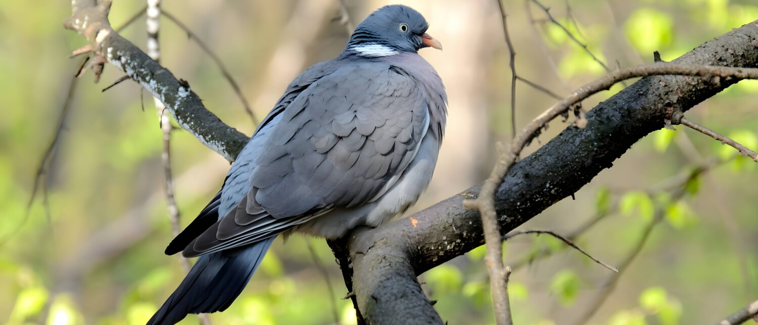 Hoe Herken Je Een Houtduif Vogel Blog