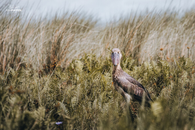 Shoebill Watching In Mabamba Swamp Uganda Best Place To See The