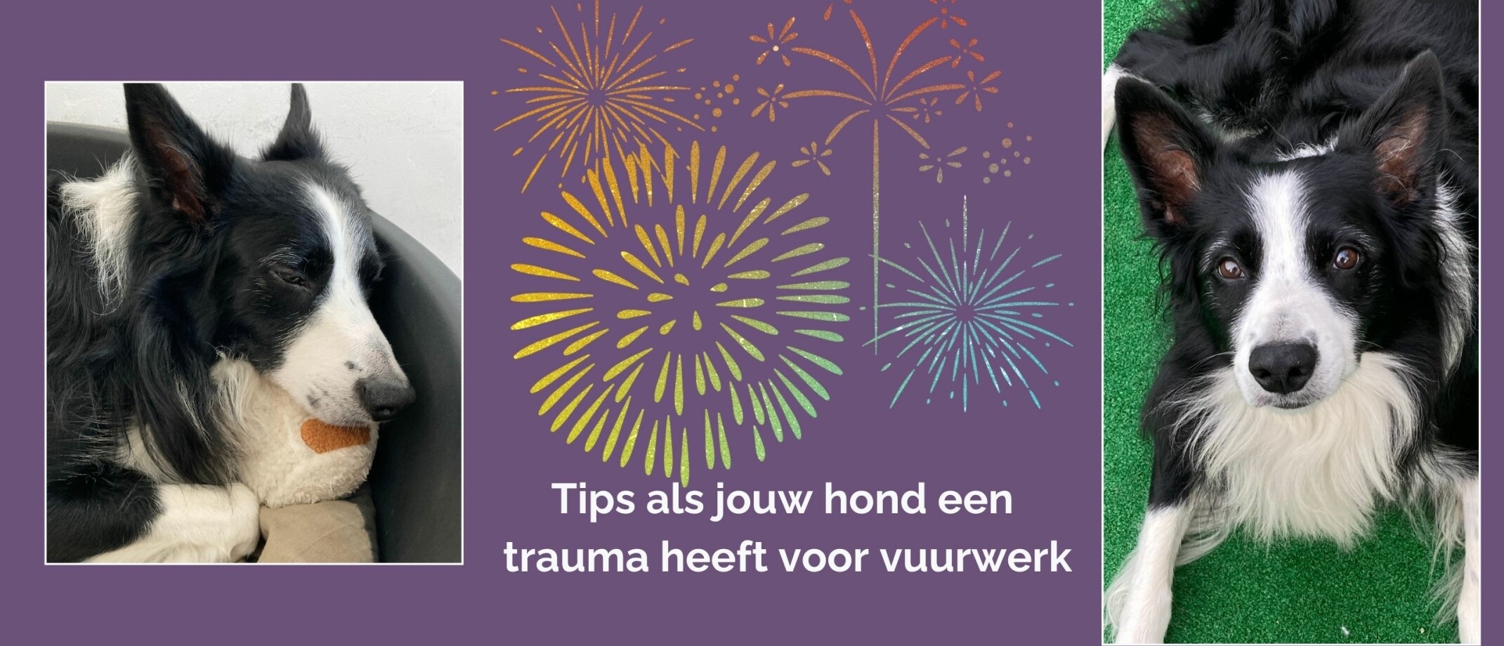 Heeft Jouw Hond Last Van Vuurwerkangst Of Trauma