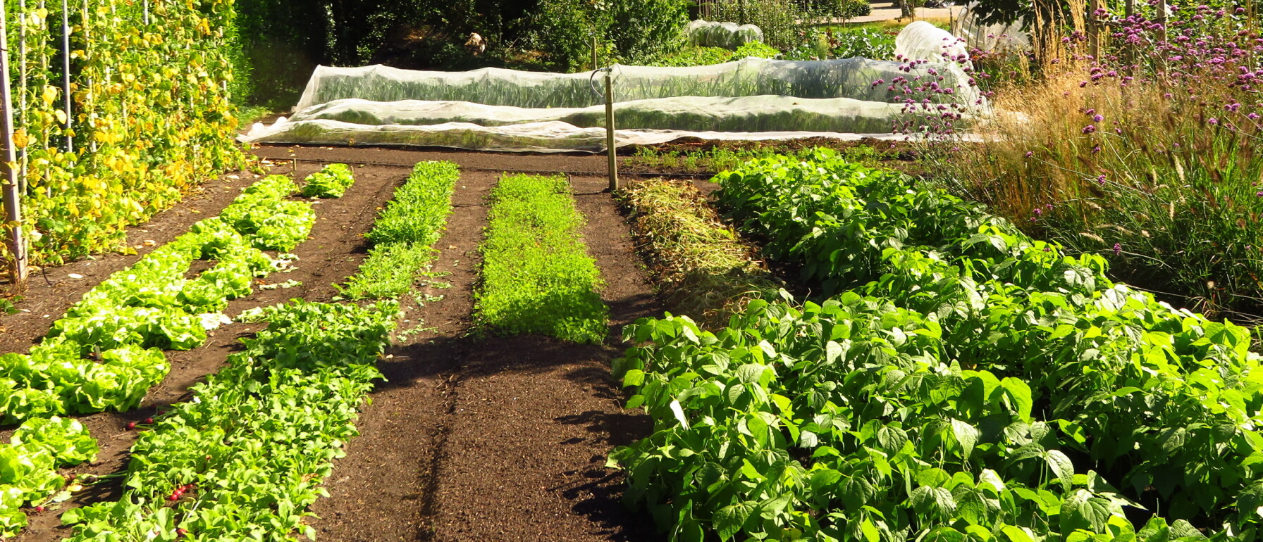 Hoe Begin Ik Een Moestuin Moestuin Ontwerpen En Indelen 
