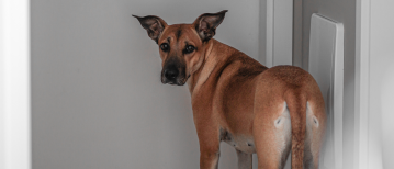 Verlatingsangst bij je hond: oorzaken, signalen en dé oplossing stap voor stap
