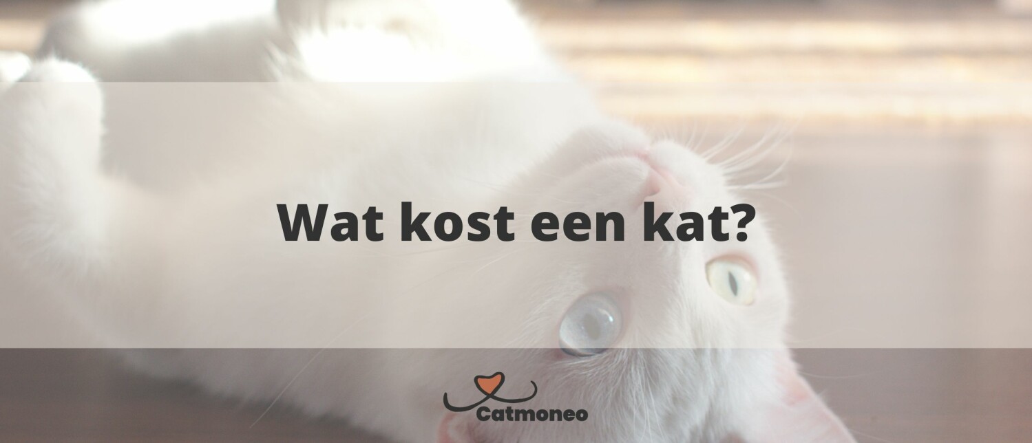 Hoeveel kost een kat per jaar?