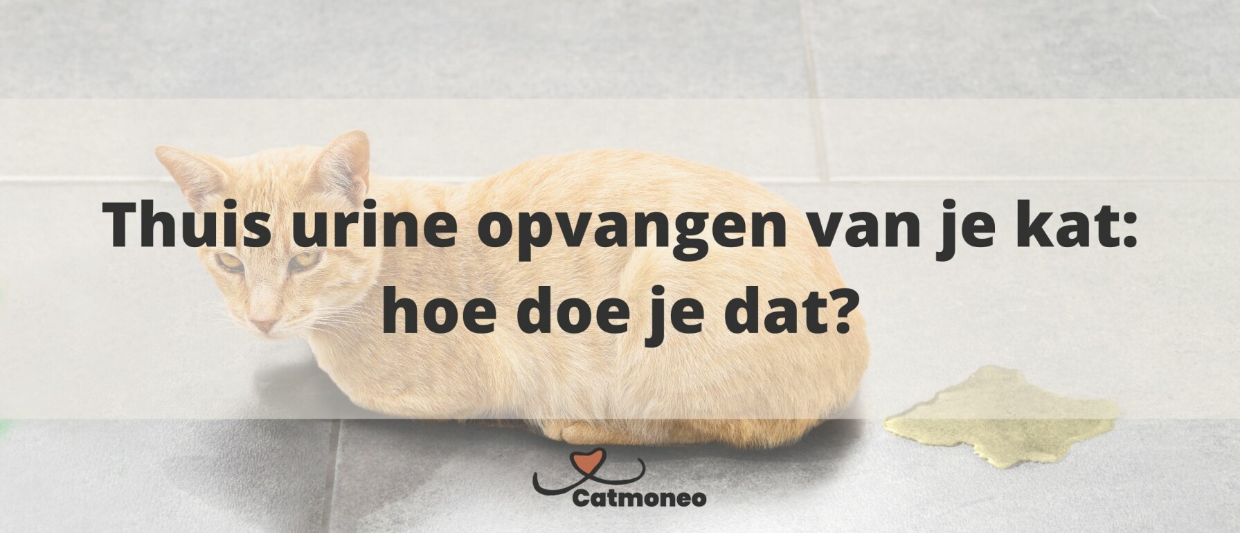 Thuis urine opvangen van je kat: hoe doe je dat?