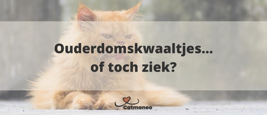 Ouderdom of ziekte: Ach, je kat wordt gewoon ouder...