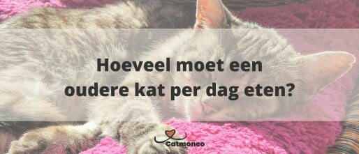 Hoeveel moet een oudere kat per dag eten?