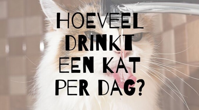 Hoeveel water drinkt een kat per dag?