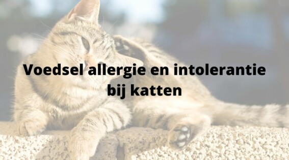 Voedselallergie en voedselintolerantie bij katten