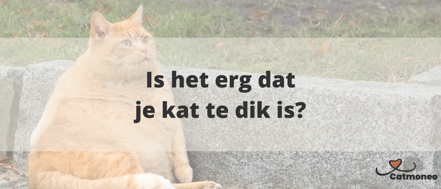 Wat kost een kat? Een overzicht van de totale kosten per jaar
