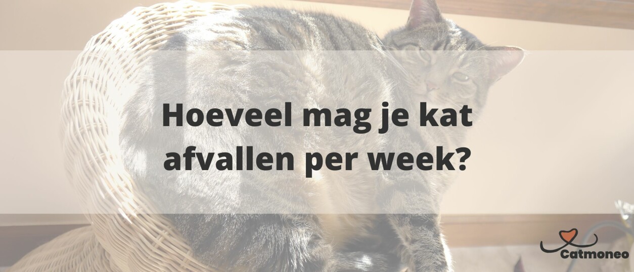Wat kost een kat? Een overzicht van de totale kosten per jaar