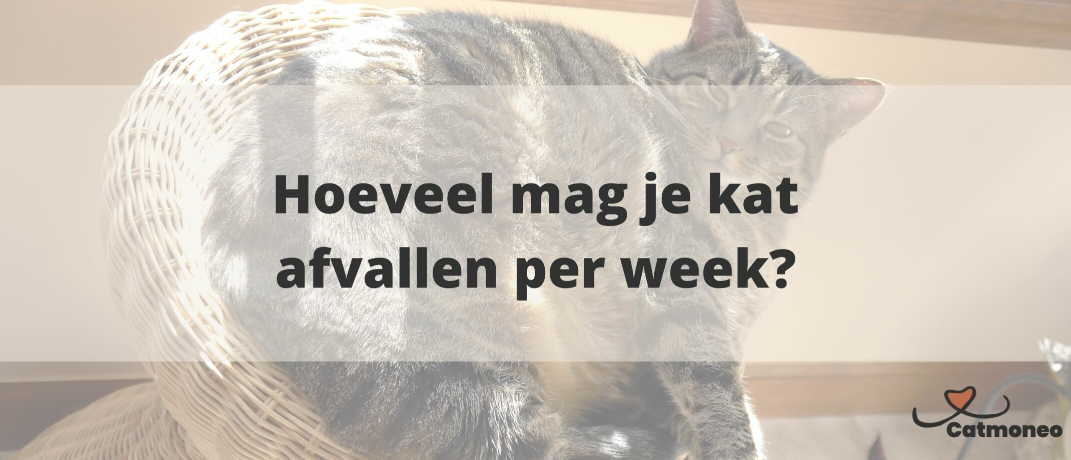 Wat kost een kat? Een overzicht van de totale kosten per jaar