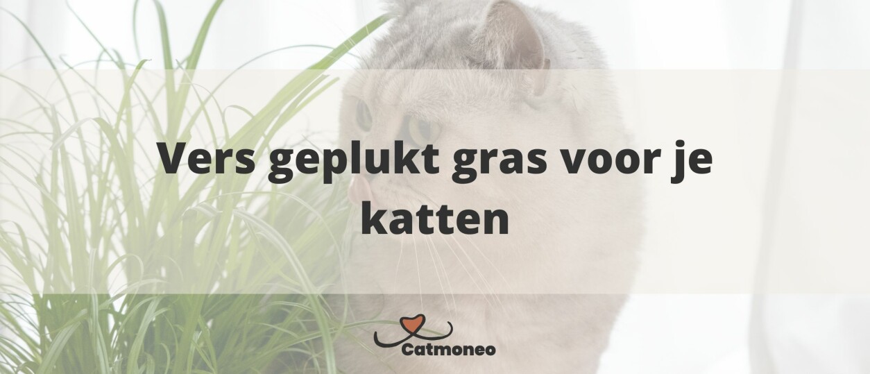 Compact 2-Laags Dienblad Antislip Onderkant,Kattengras
