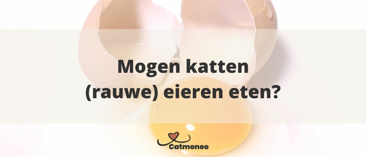 Mogen katten een rauw ei?