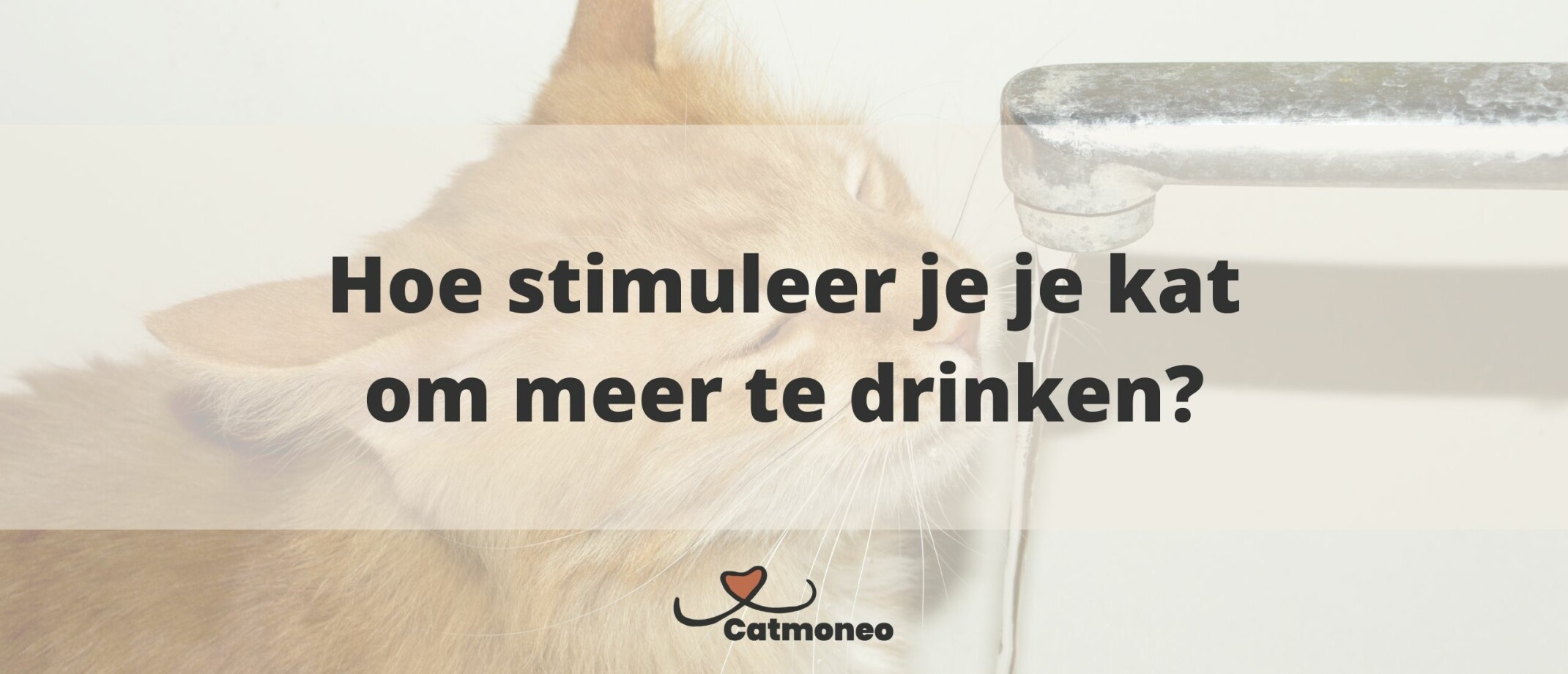 Hoeveel water drinkt een kat per dag?