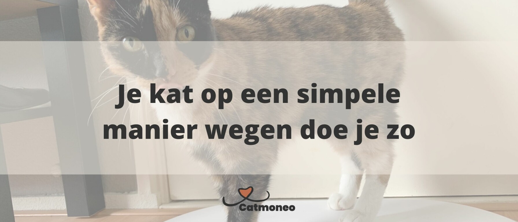 Vlooien voorkomen: Hoe kom je op een natuurlijke manier van vlooien af?