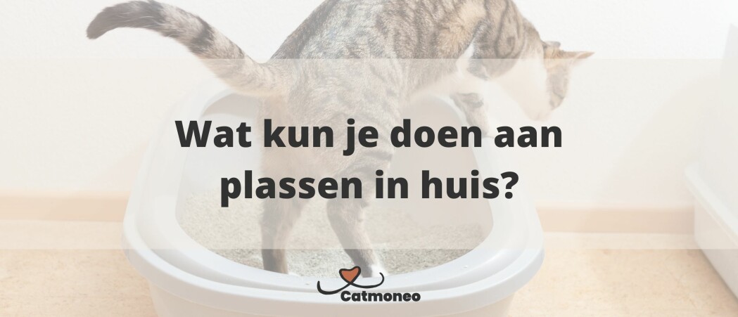 Help! Mijn kat plast in huis. Wat kan ik doen?