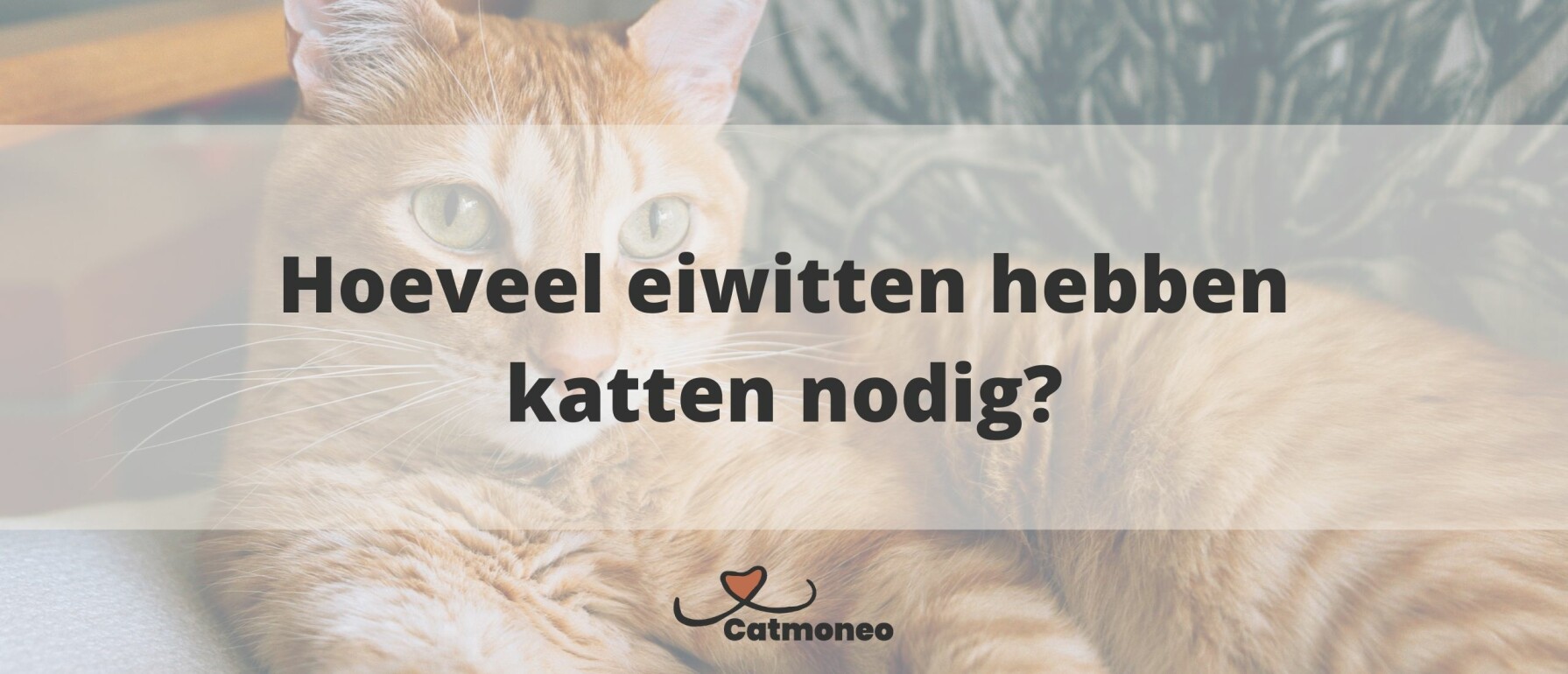 Hoeveel gram mag een kitten eten per dag?