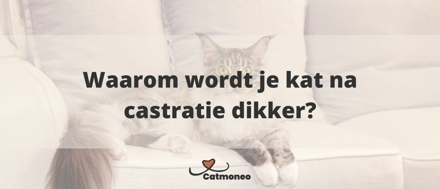 Onbeperkt brokjes of maaltijden: Hoe vaak moet je kat eten?