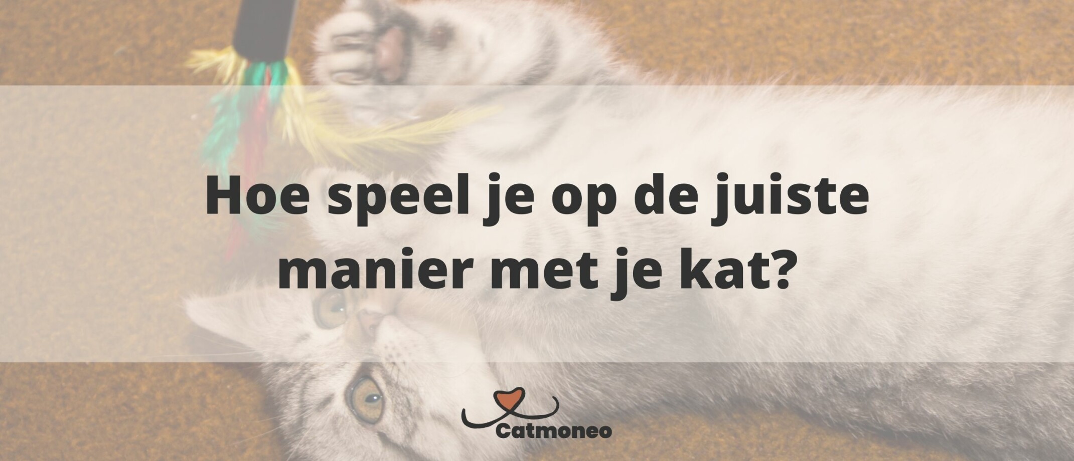Hoeveel gram mag een kitten eten per dag?