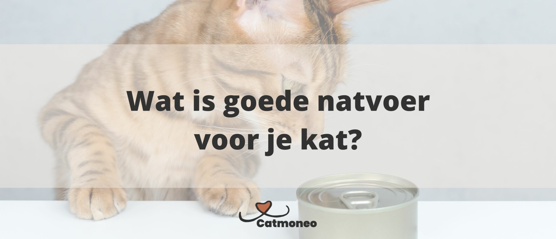 Het beste natvoer voor je kat Goed en Goedkoop