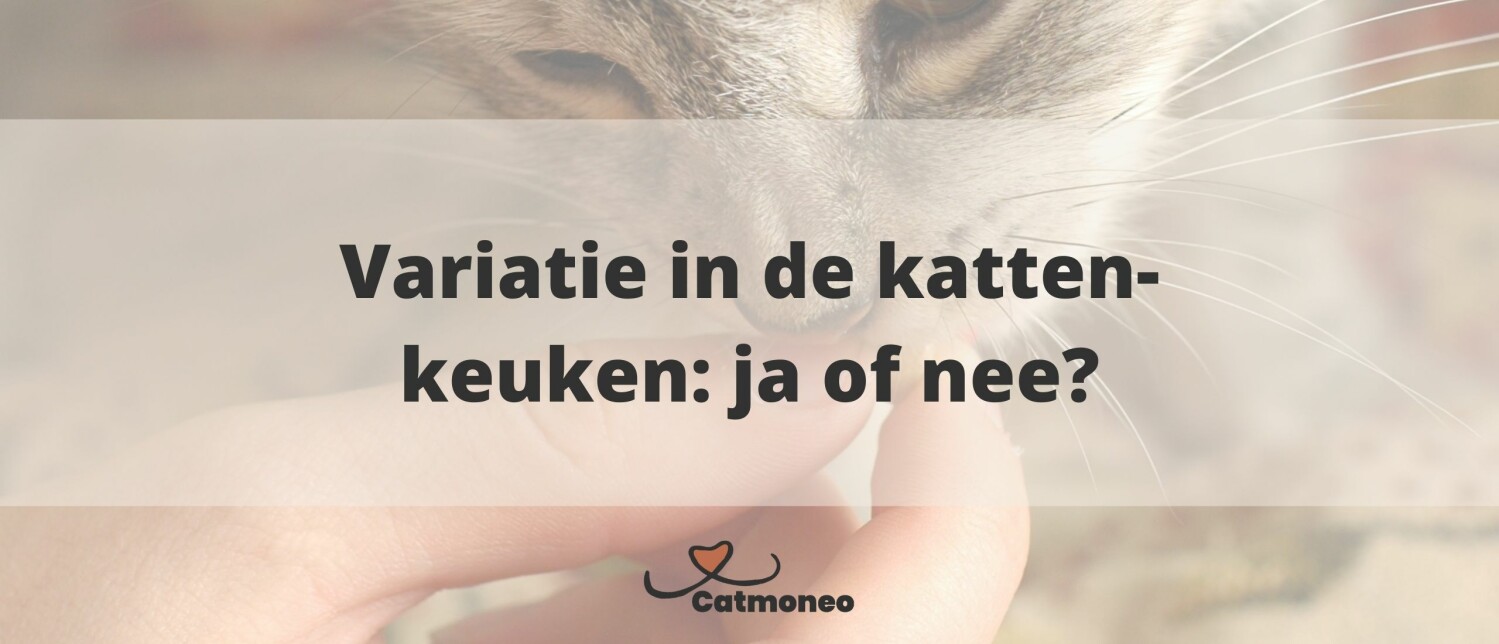 Hoeveel kost een kat per jaar?