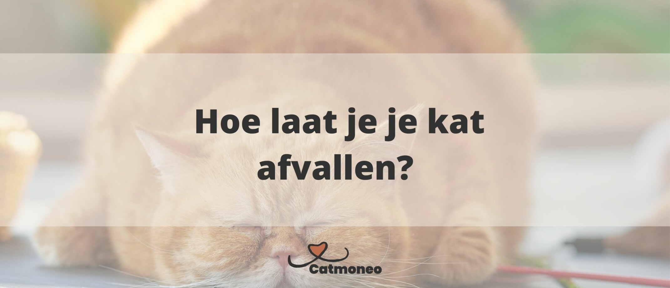 Hoe laat je je kat afvallen op een gezonde manier?