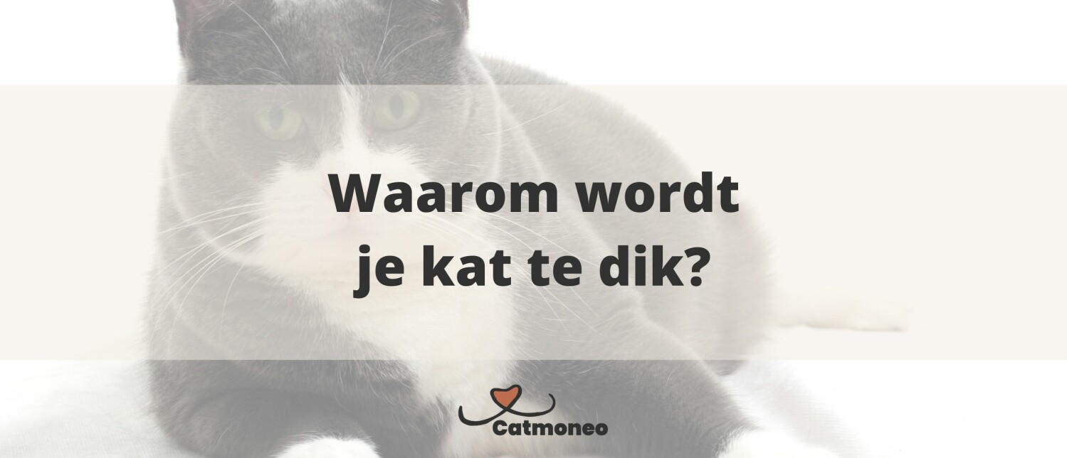 Waarom wordt je kat dikker?