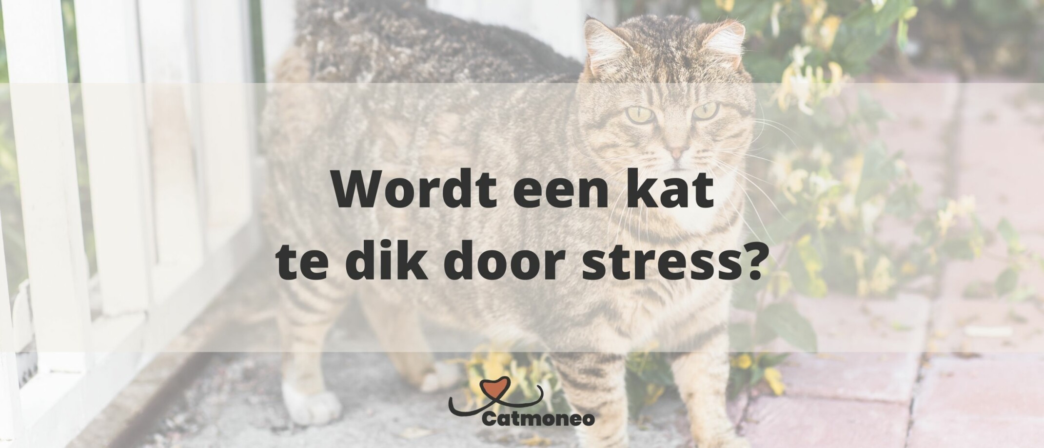 Hoeveel kost een kat per jaar?