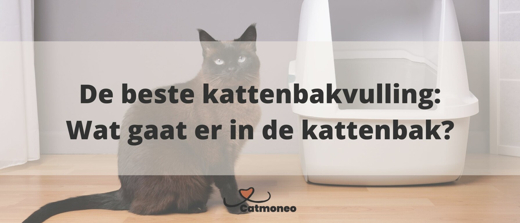 Hoeveel kost een kat per jaar?