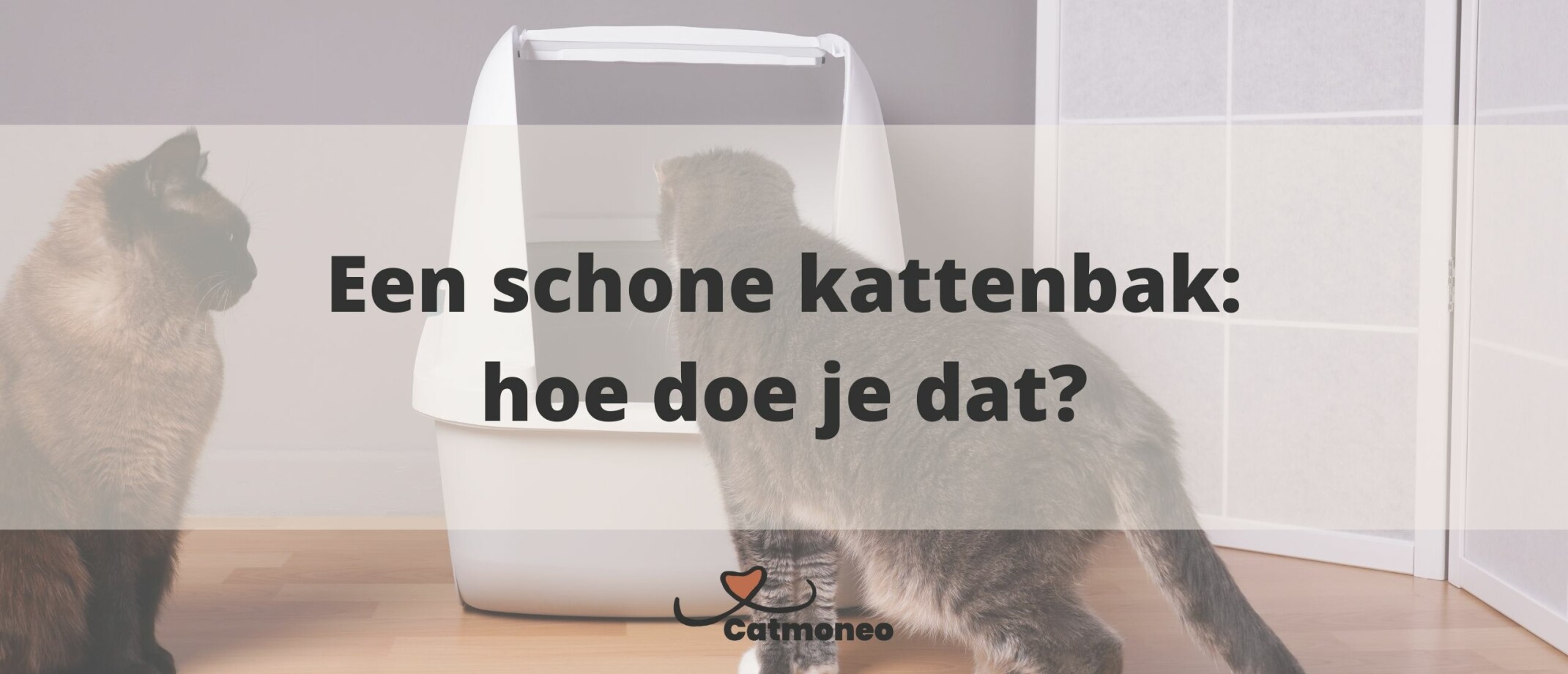 Hoe zorg je dat je kat op de kattenbak gaat?