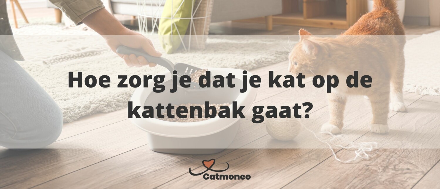 Hoeveel kost een kat per jaar?