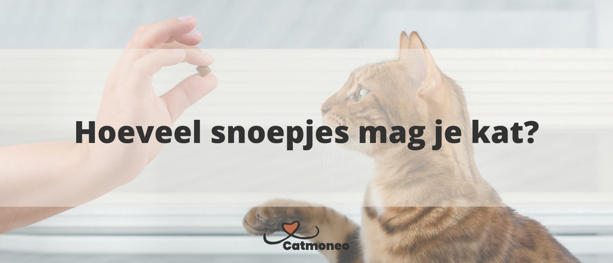 Hoeveel kost een kat per jaar?