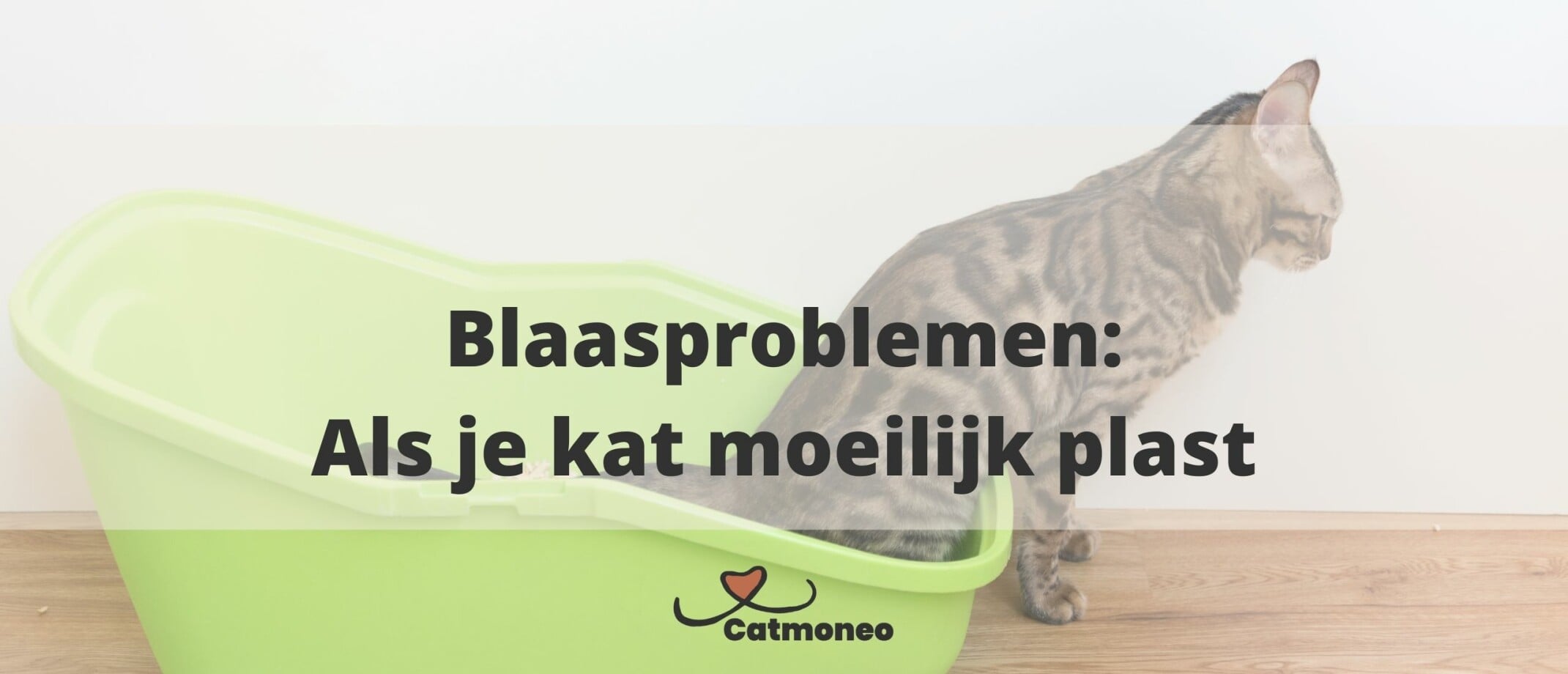 Help! Mijn kat plast in huis. Wat kan ik doen?