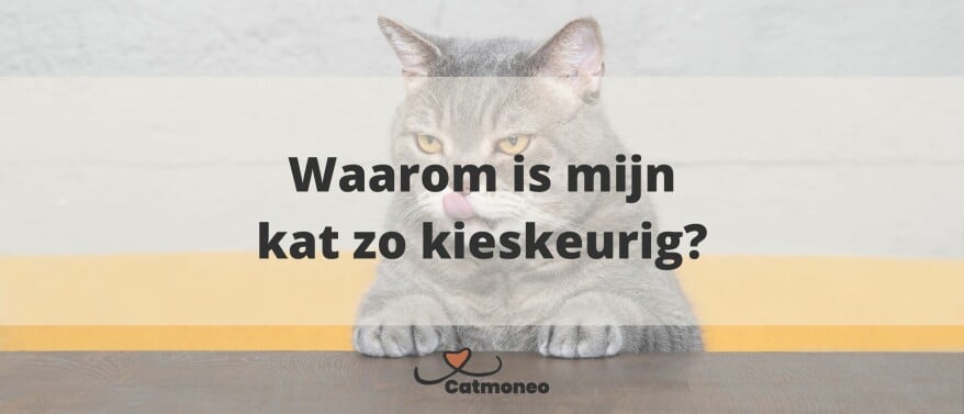 Waarom is mijn kat zo kieskeurig?