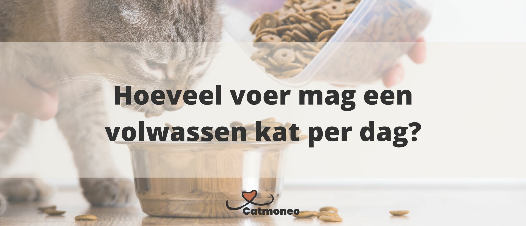 Hoeveel gram mag een kitten eten per dag?