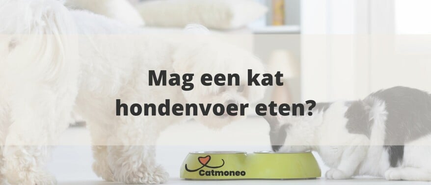 Mag een kat hondenvoer eten?