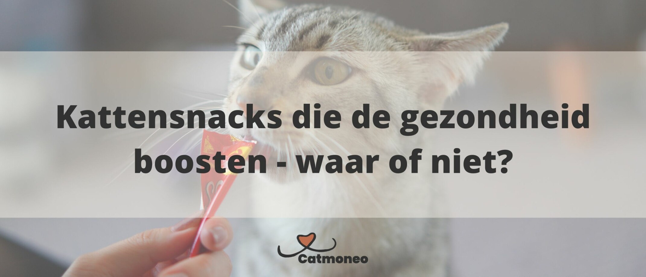 Hoeveel kost een kat per jaar?