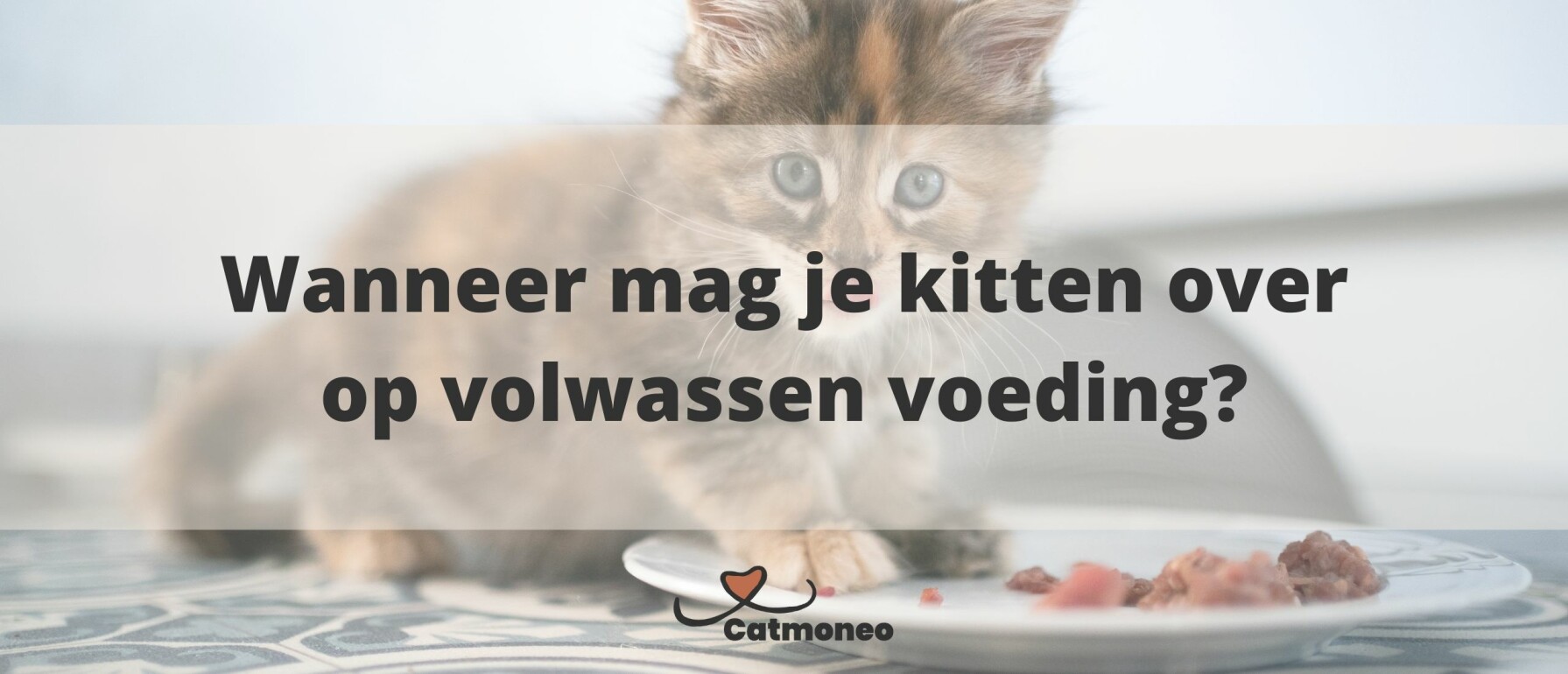 Wanneer mag je kitten over op volwassen voeding?