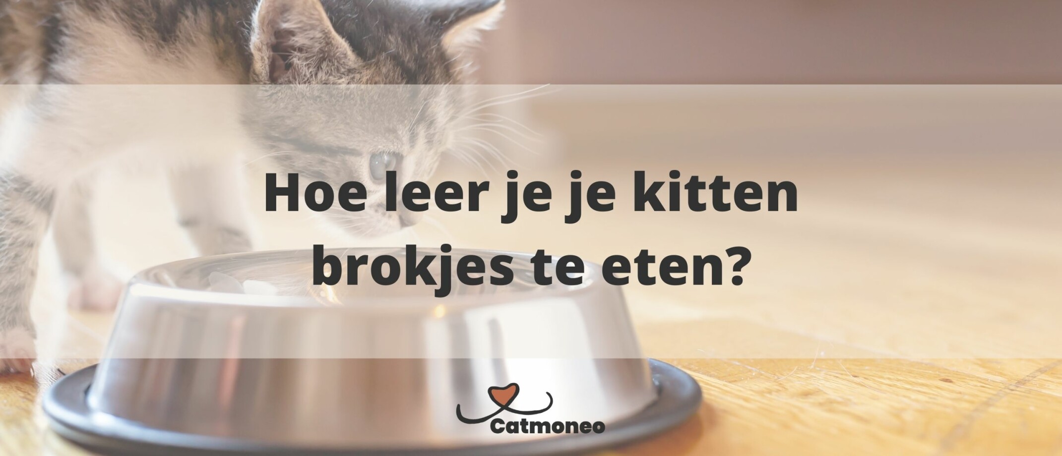 Hoe leer je je kitten brokjes eten?