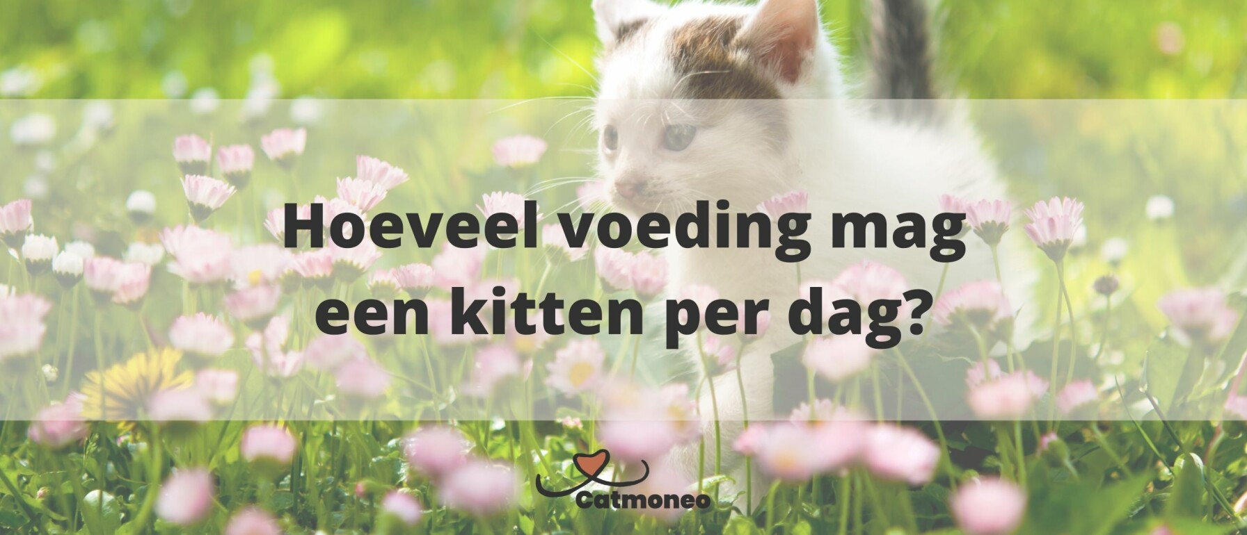 Hoeveel gram mag een kitten eten per dag?