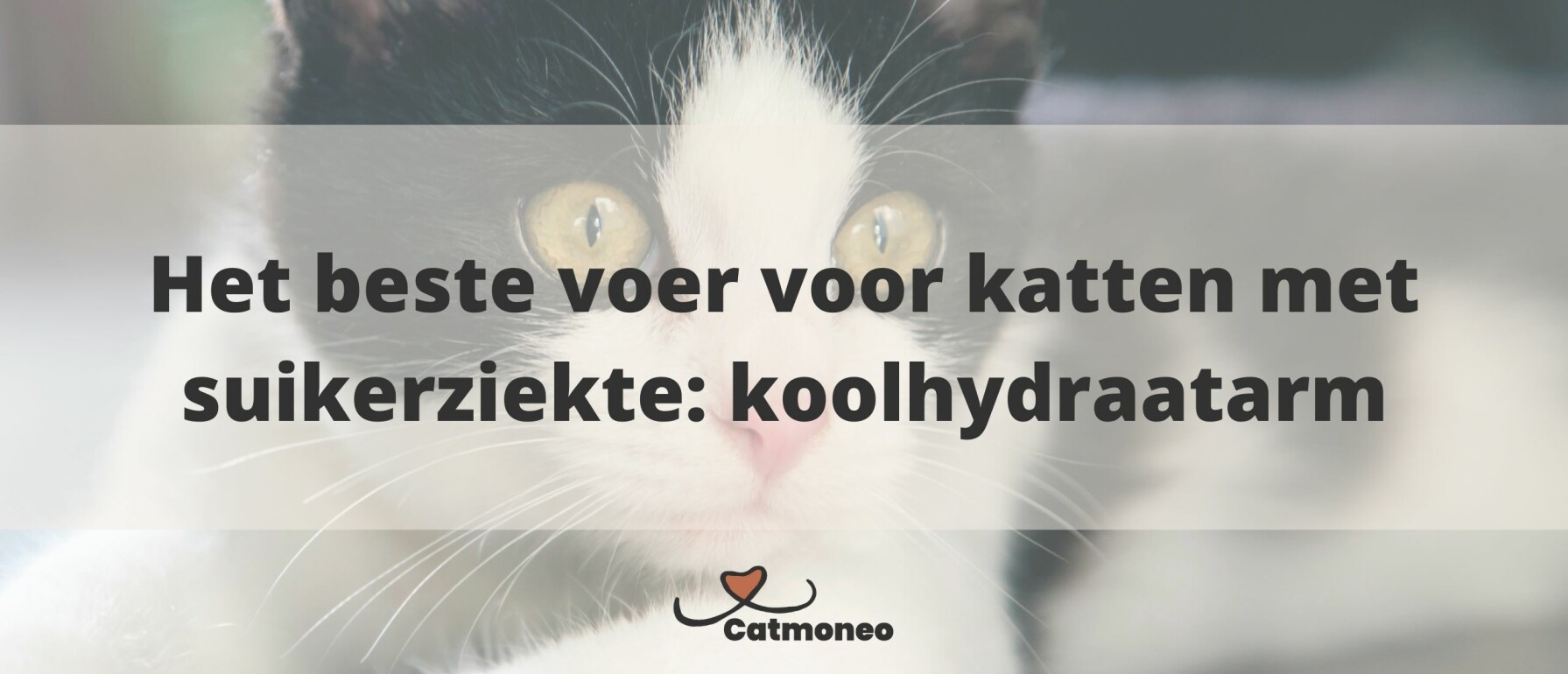 Het beste voer voor suikerkatten Een koolhydraatarm dieet