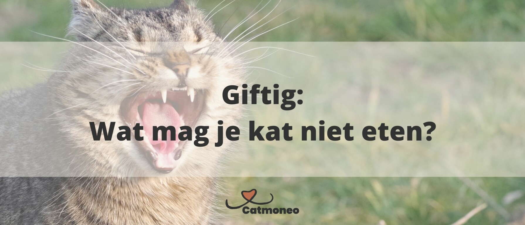 Mogen katten een rauw ei?