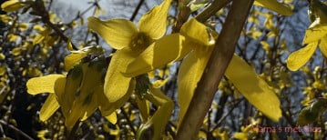 Forsythia