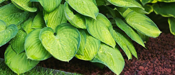 Hosta’s verplaatsen en scheuren: zo doe je dat eenvoudig zelf