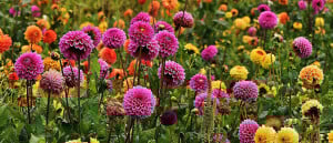 Zomerbollen planten: zo maak jij je tuin klaar voor een bloemenfeest