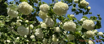 Sneeuwbal (Viburnum) snoeien: zo houd je ‘m gezond en mooi