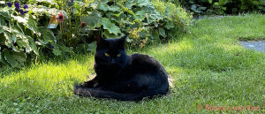 Kattenpoep in de tuin: onze ervaring met PrinceS en de buurkatten