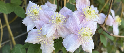 Help, moet ik mijn clematis nu snoeien?