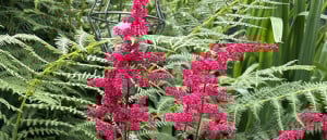 Na de vakantie: zo geef je je uitgebloeide Astilbe een snelle opfrisbeurt